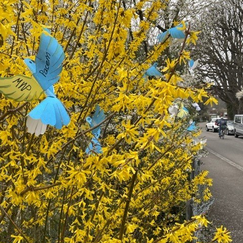 Forsythie 18Mar2022. Vergrösserte Ansicht